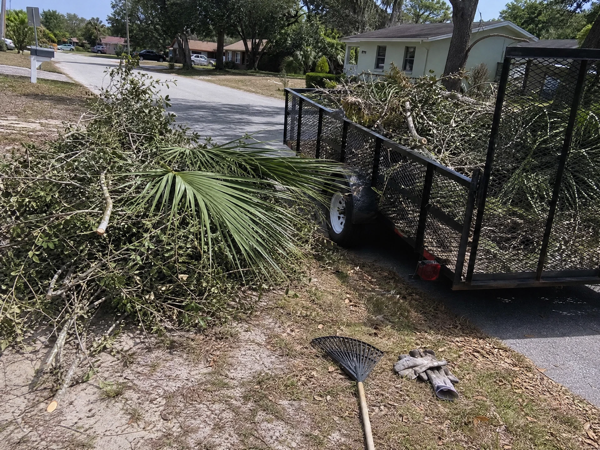 Cut brush and palm fronds loaded on a trailer for haul-away in Tampa Bay
