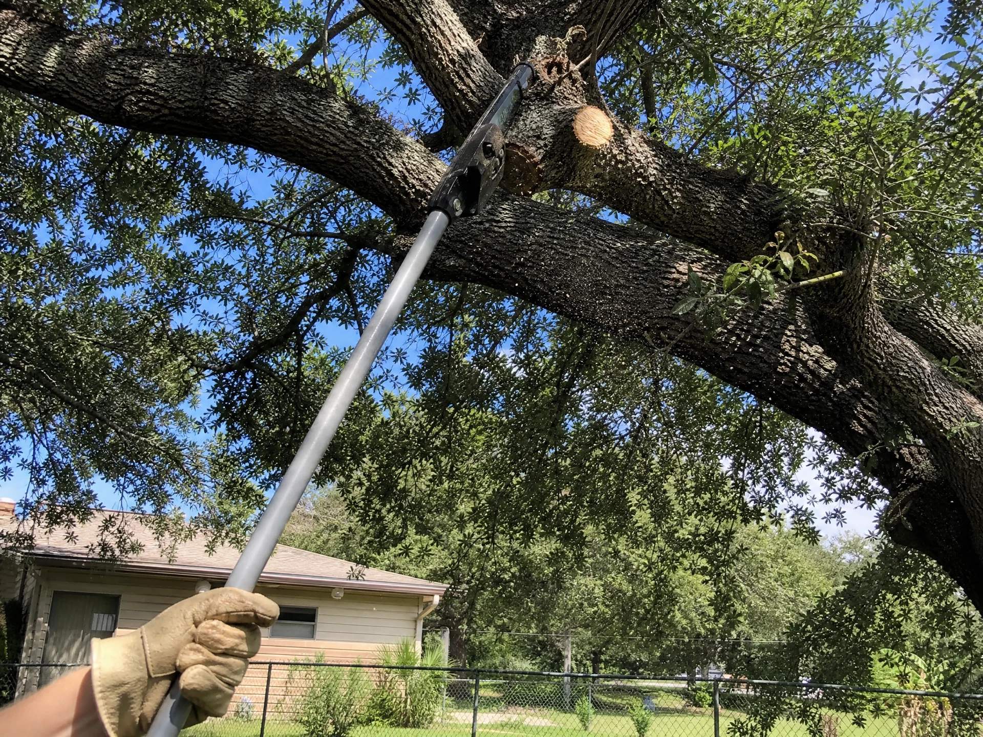 Pole pruner trimming a live oak canopy at a residential yard in the Tampa Bay area