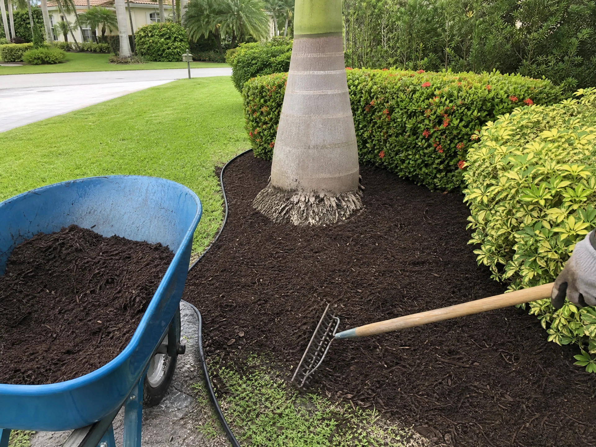 Fresh mulch raked into a cleaned-up landscape bed around a queen palm